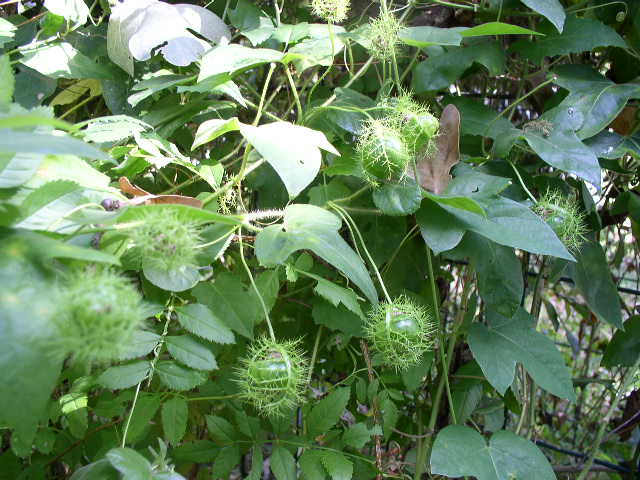 پاسیفلورا فوتیدا